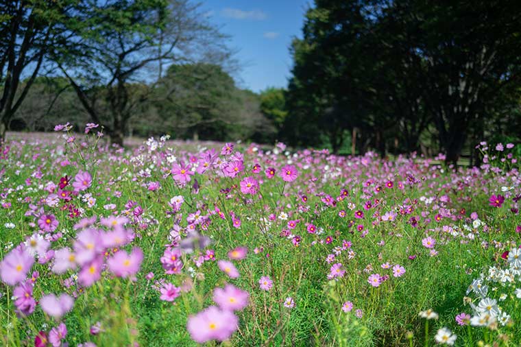 昭和記念公園・センセーション