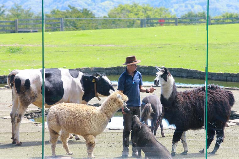 マザー牧場・牧羊犬と仲間