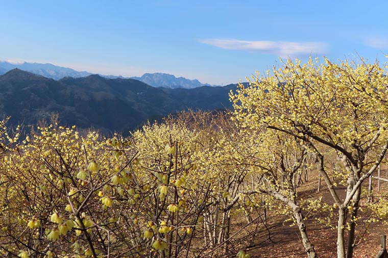 宝登山・ロウバイ（1月中旬～3月上旬頃）