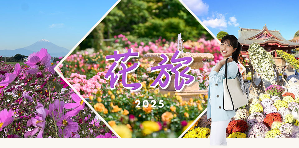 コスモス・バラ・菊