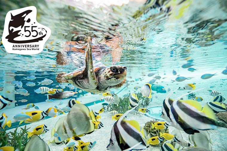 鴨川シーワールド・魚