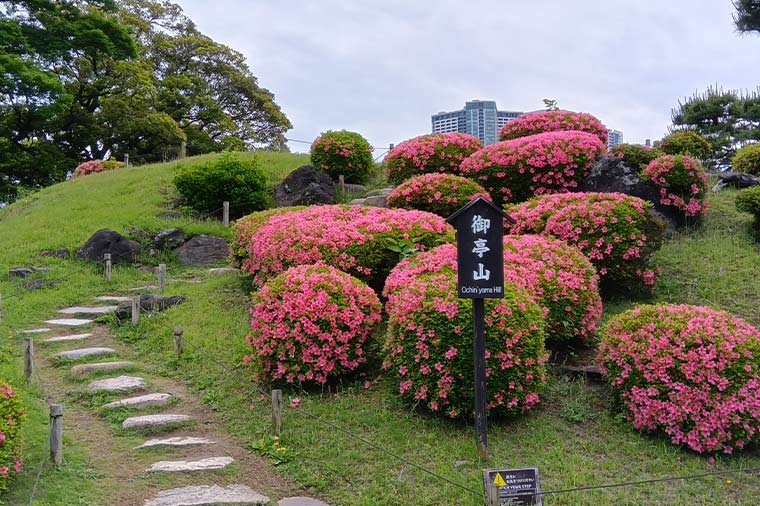 浜離宮恩賜庭園・さつき