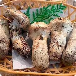 松茸5本