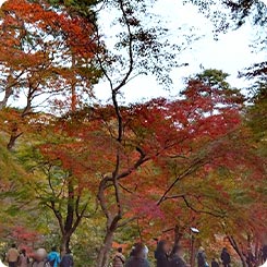 月の石もみじ公園