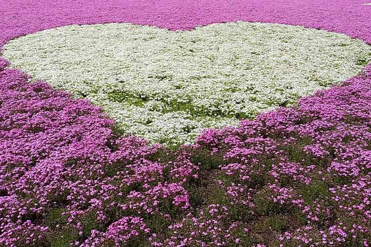 富士芝桜まつり