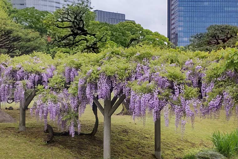 浜離宮恩賜庭園・藤の花