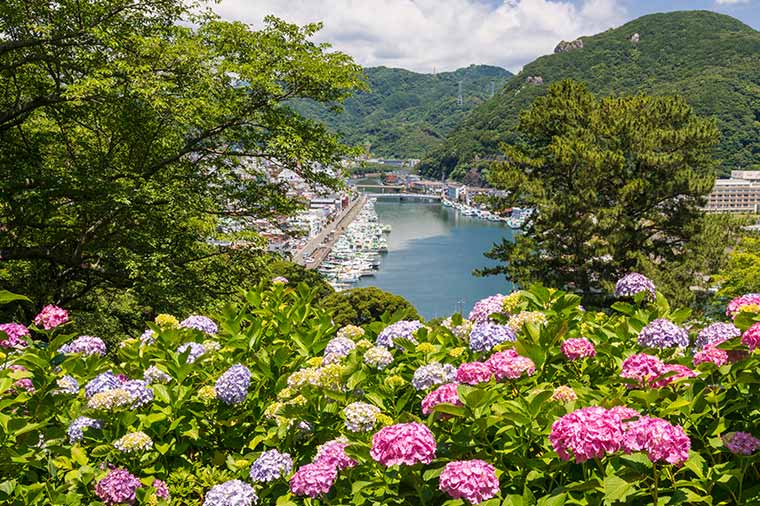 下田温泉あじさい祭り