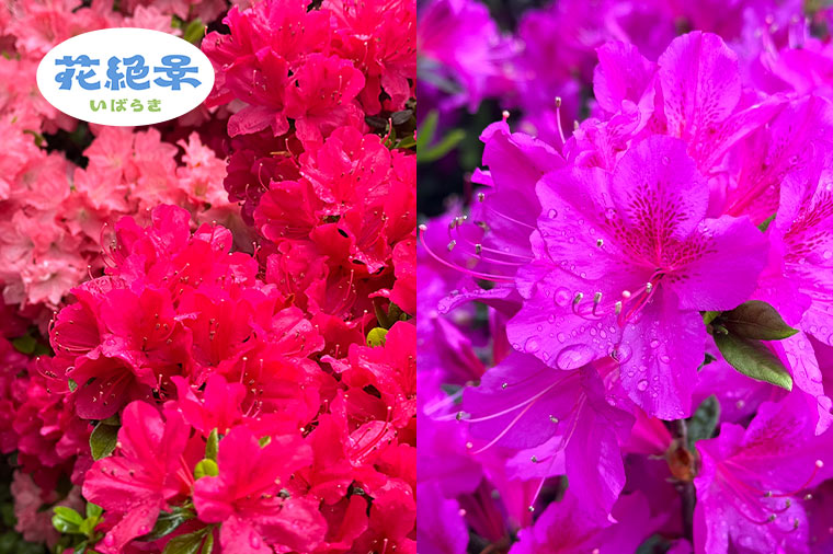 笠間つつじ公園