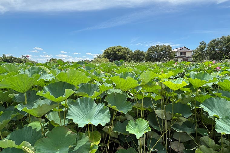 館林花ハスクルーズ