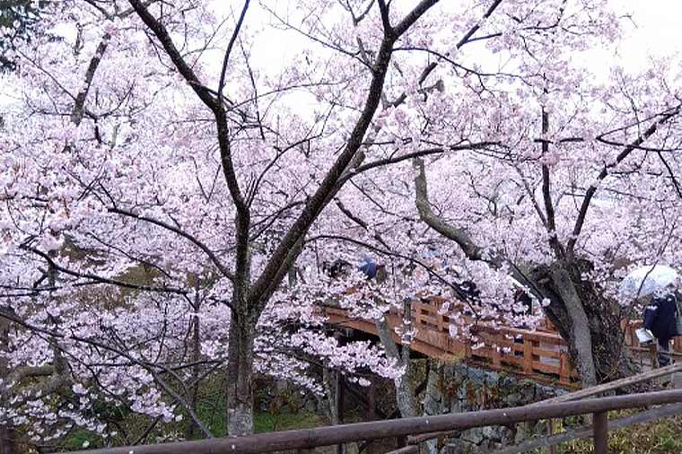 高遠城址公園