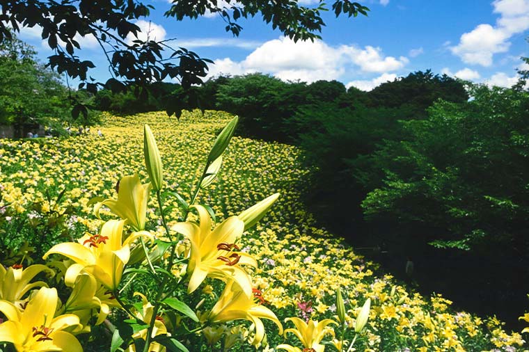 可睡ゆりの園