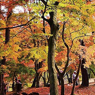 月の石もみじ公園