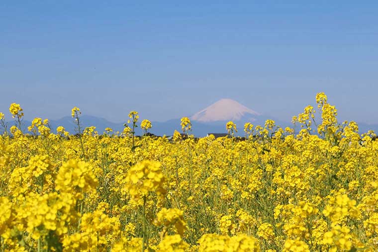 ソレイユの丘・菜の花