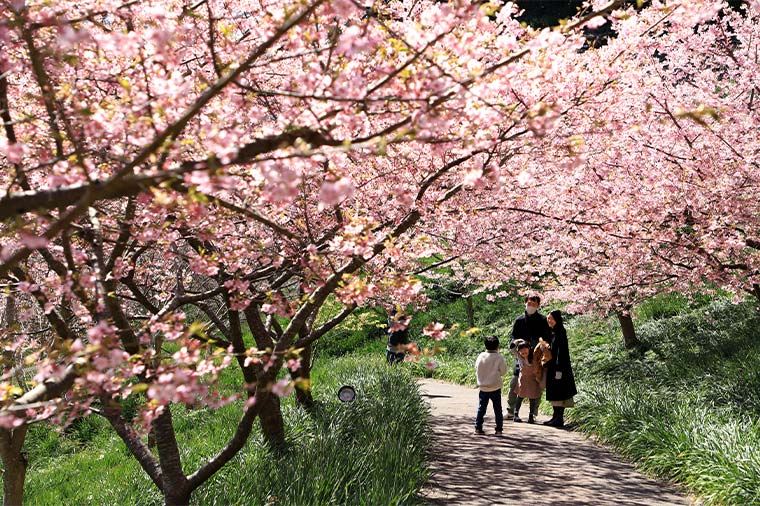 鋸南町桜まつり・頼朝桜