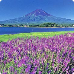 河口湖ラベンダー