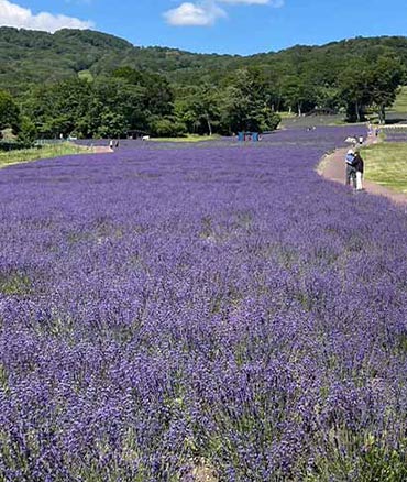 たんばらラベンダー