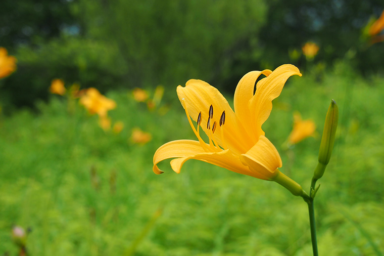 箱根湿生花園・ニッコウキスゲ