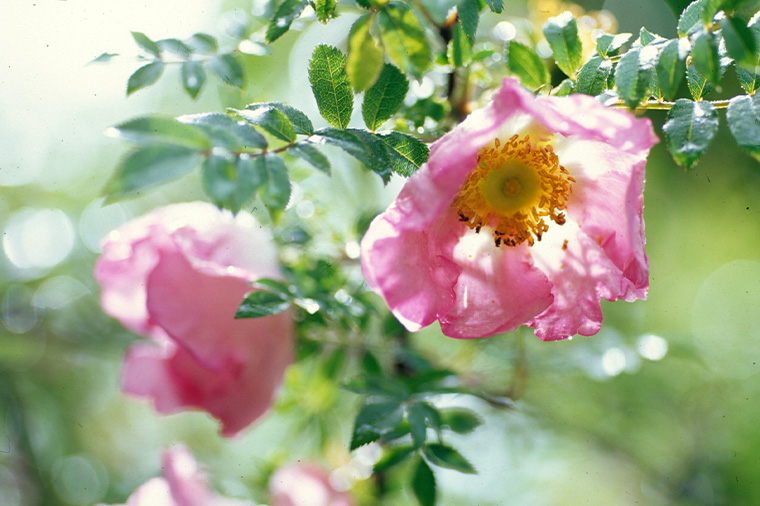 箱根湿生花園　サンショウバラ・6月頃