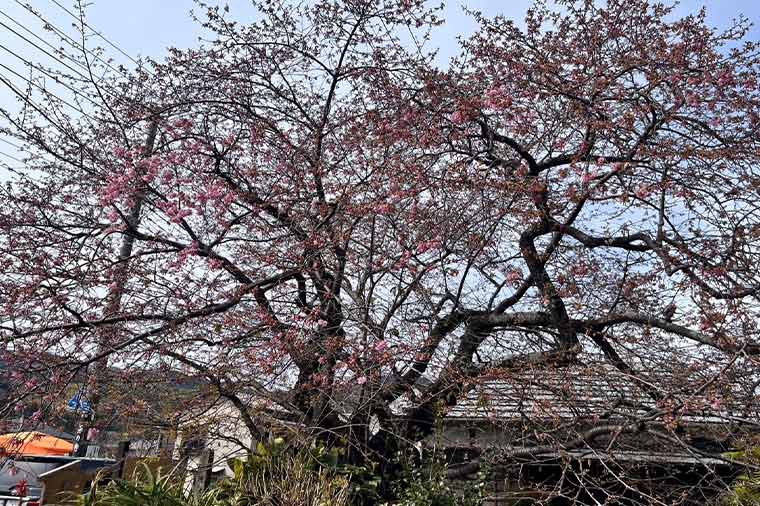 河津桜