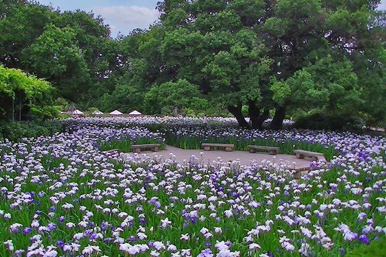 あしかがフラワーパーク・花菖蒲