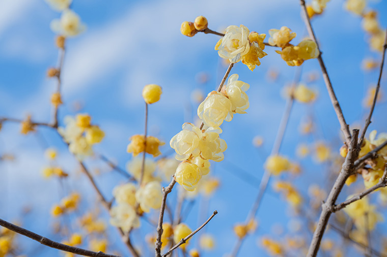 国営昭和記念公園ロウバイ