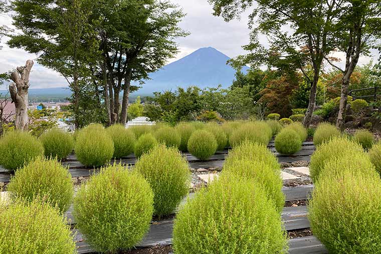 ハーブ庭園旅日記富士河口湖庭園