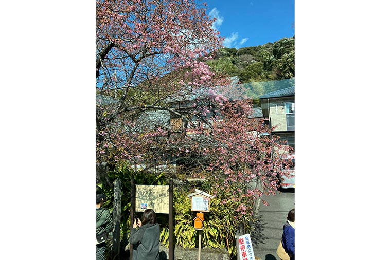 河津桜・原木