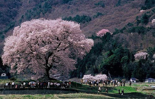 わに塚のサクラ