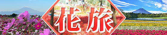 秋の花（コスモス・曼殊沙華・本栖湖）旅特集2025