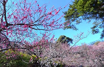 熱海梅園