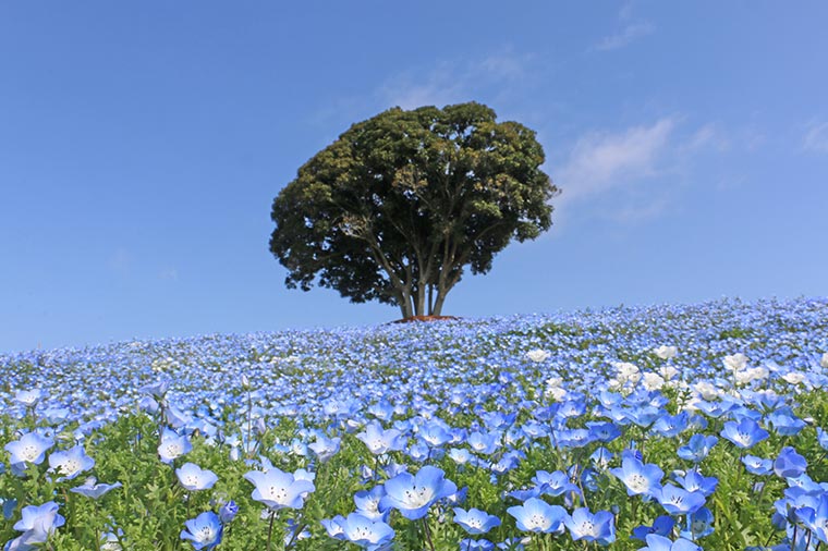 マザー牧場・ネモフィラ