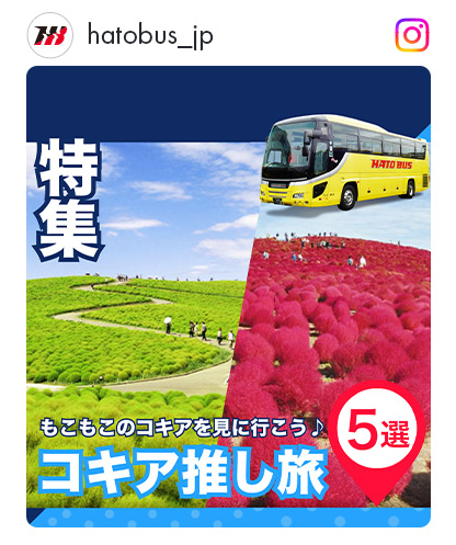 コキア選