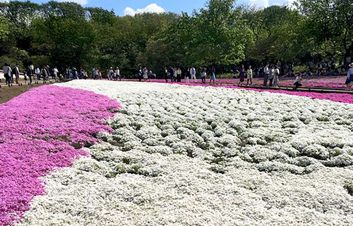 羊山公園・芝桜