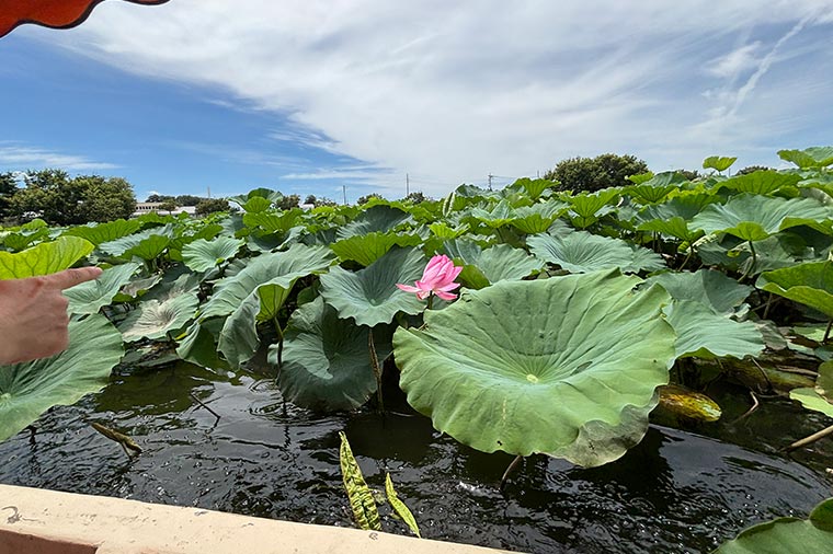 館林花ハスクルーズ
