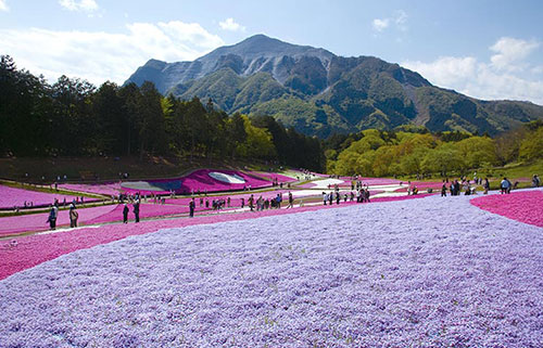 羊山公園・芝桜