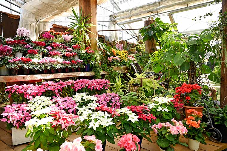 河口湖ハーブ庭園・温室