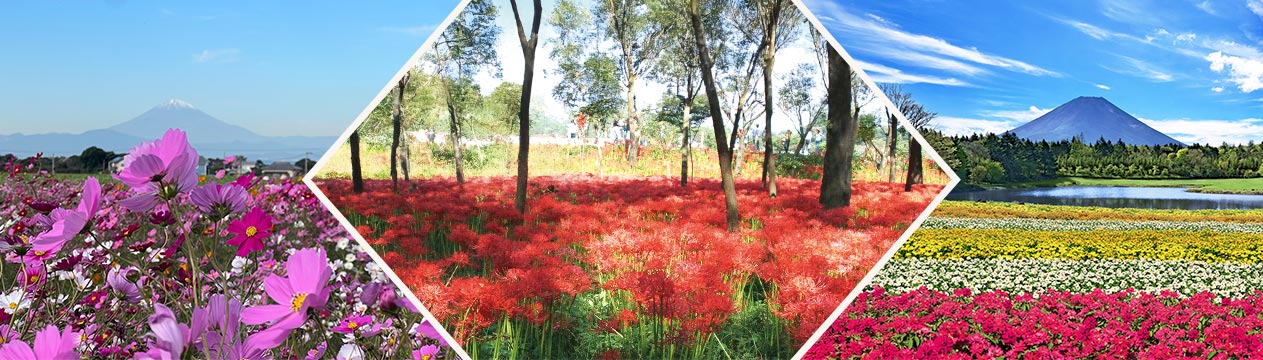 コスモス・曼殊沙華・虹の花