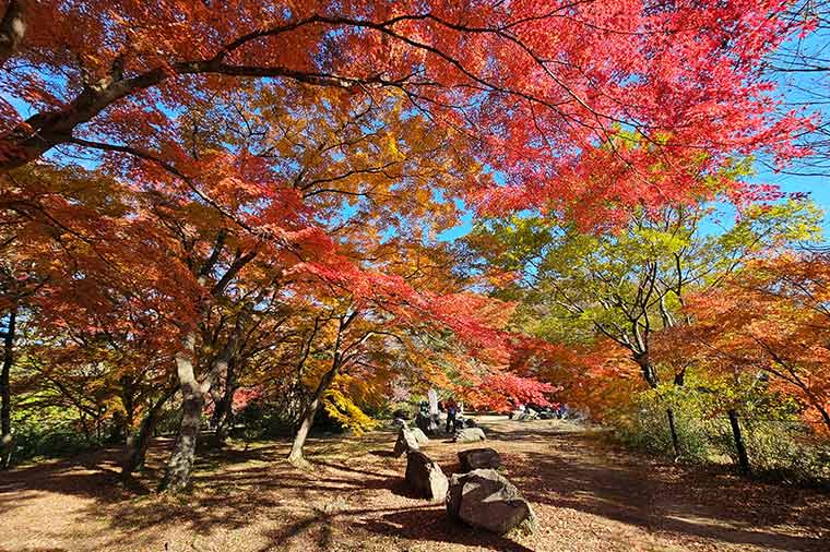 嵐山渓谷・紅葉