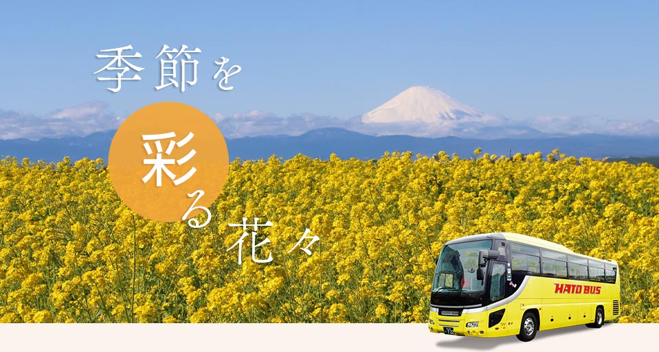 その他の花バスツアー～季節を彩る花々～（菜の花）