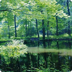 赤城自然園