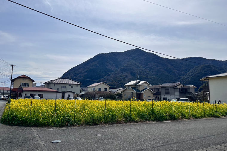 菜の花
