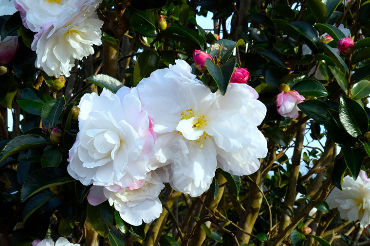 くりはま花の国・ささんか