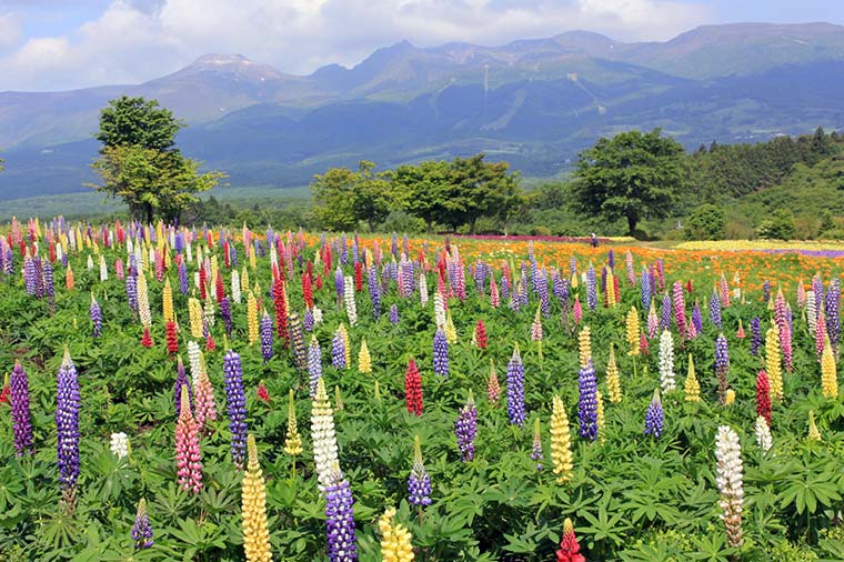 那須フラワーワールド・ルピナス//
