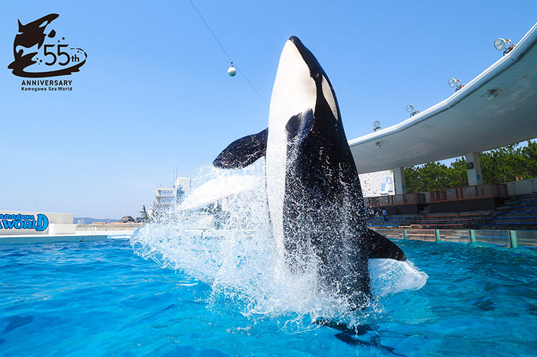 鴨川シーワールド・シャチ