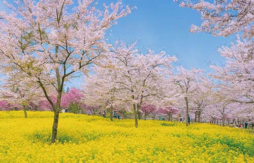 赤城南面千本桜と菜の花