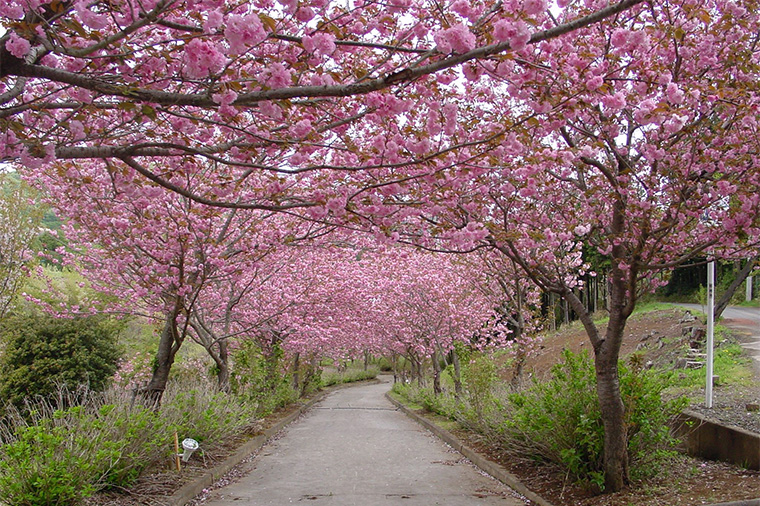 常陸風土記の丘・ボタンザクラ