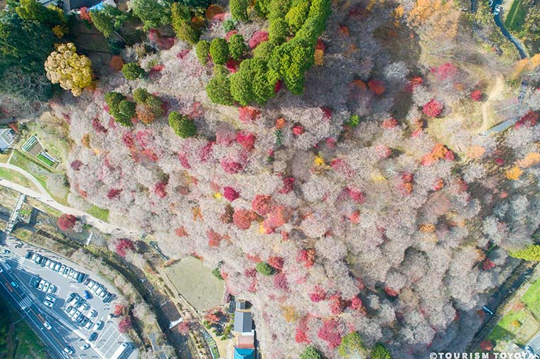 小原四季桜