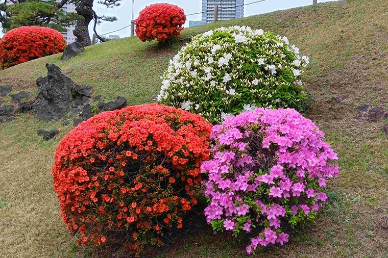 浜離宮恩賜庭園（春・つつじ）