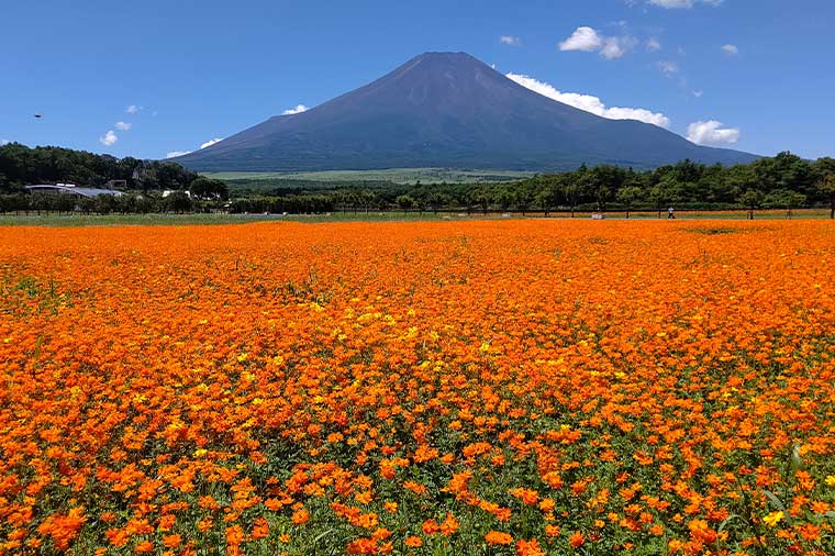 山中湖花の都（キバナコスモス