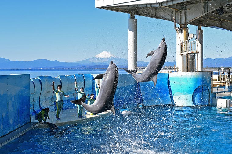 新江ノ島水族館 